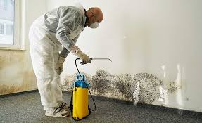 Best Black Mold Removal in Baker City, OR